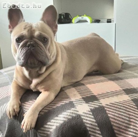 Francia bulldog szuka