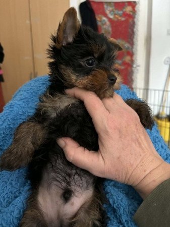 Yorkshire Terrier