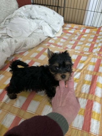 Yorkshire Terrier