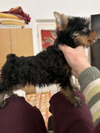 Yorkshire Terrier