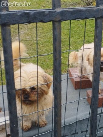 Sí cu jellegű kutyus