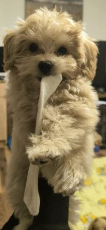 Maltipoo
