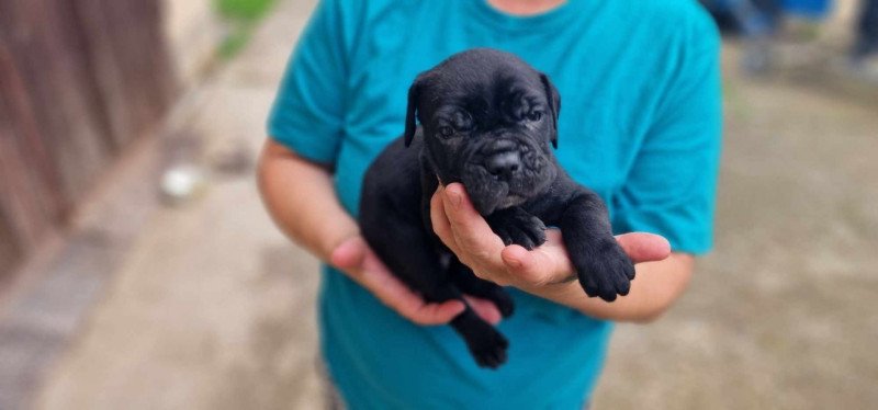 Cane corso