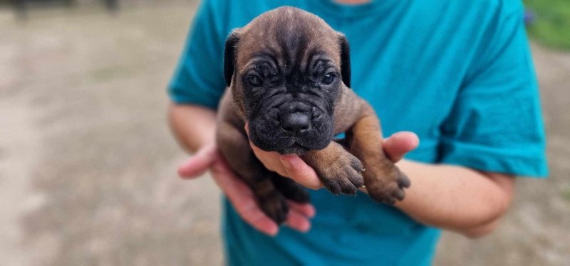 Cane corso