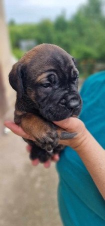 Cane corso