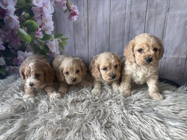 Cavapoo