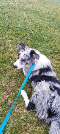 Border Collie