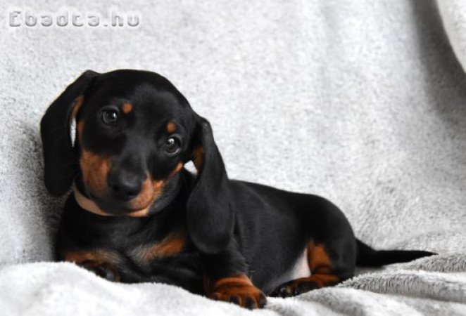 Gyönyörű törpe tacskó kisfiúk!