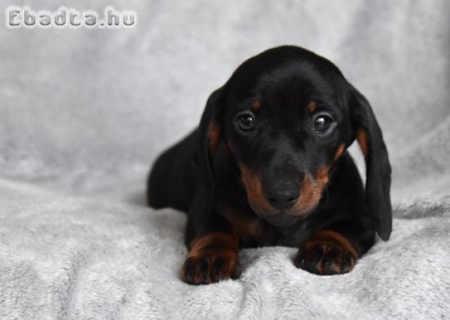 Gyönyörű törpe tacskó kisfiúk!