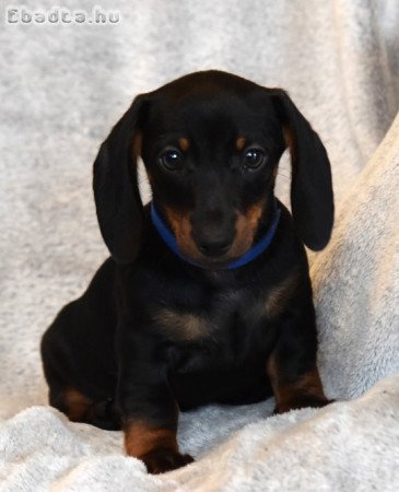 Gyönyörű törpe tacskó kisfiúk!