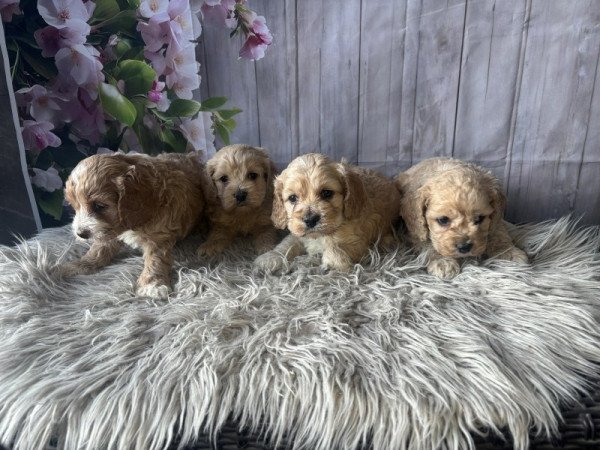 Cavapoo