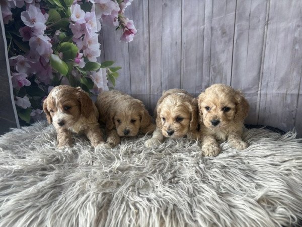 Cavapoo