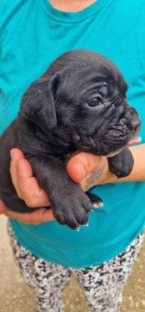 Cane corso