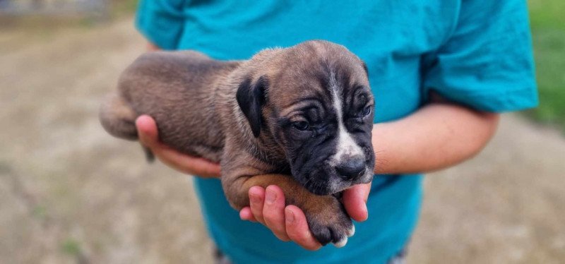 Cane corso