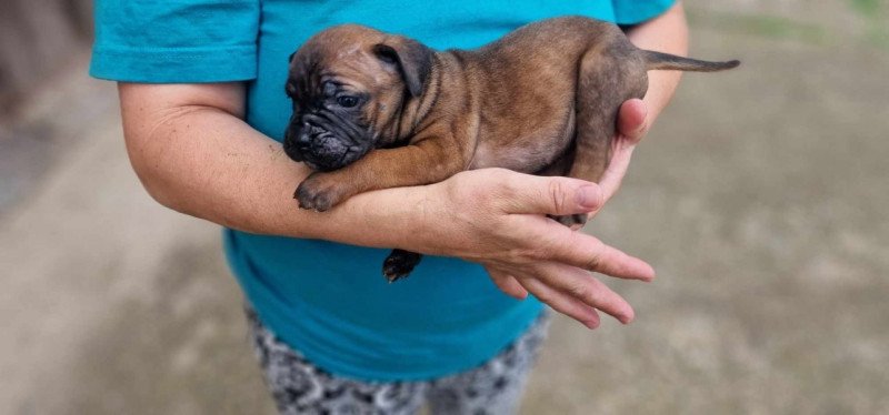 Cane corso