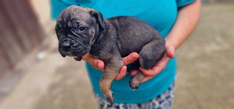 Cane corso