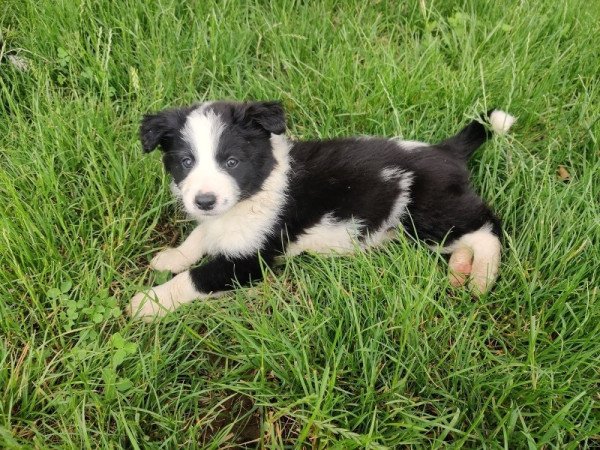 Border collie