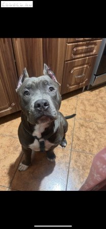 Amerikai pocket bully 8 honapos elvihető