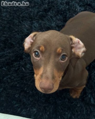 Mini Dachshund Puppy