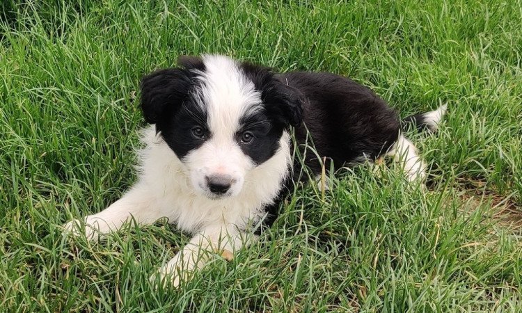 Border collie