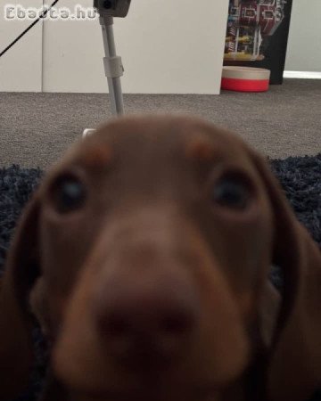 Mini Dachshund Puppy