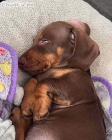 Mini Dachshund Puppy