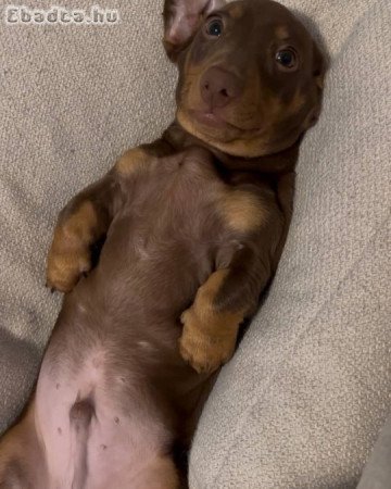 Mini Dachshund Puppy