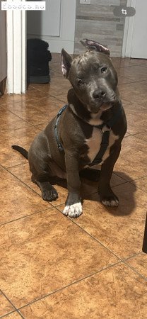 Amerikai pocket bully 8 hónapos