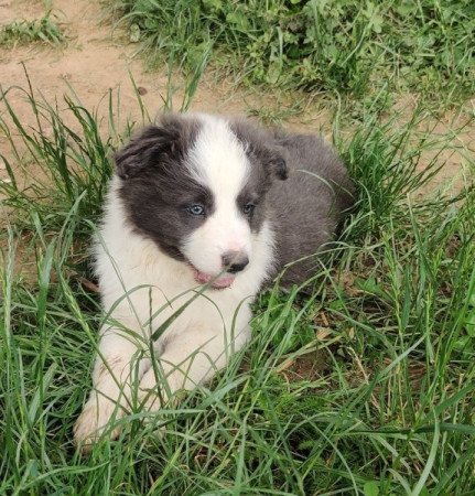 Border collie