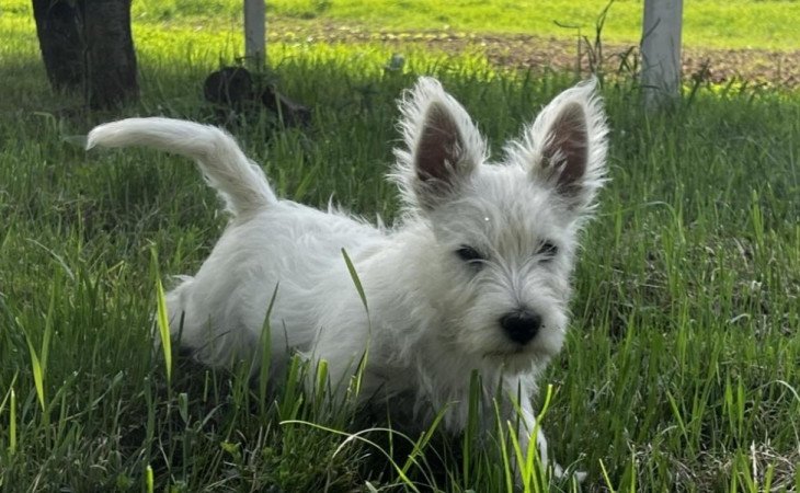 West highland white terrier