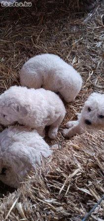 komondor kis kutyák