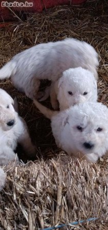 komondor kis kutyák