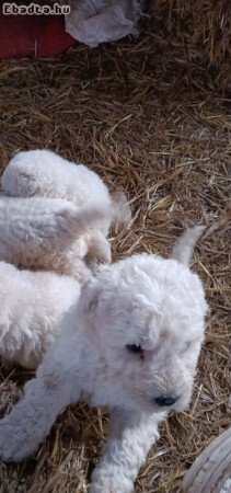 komondor kis kutyák