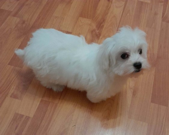 Máltai selyemszőrű