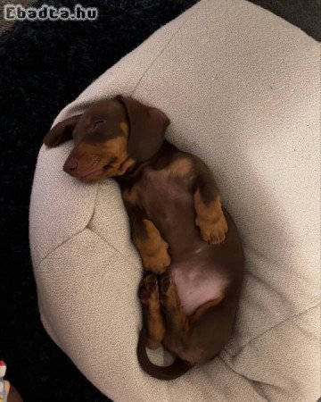 Mini Dachshund Puppy