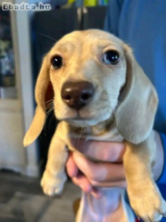 Mini Dachshund Puppy