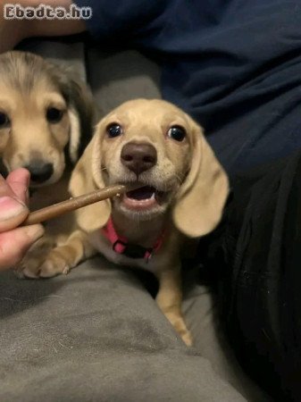 Mini Dachshund Puppy