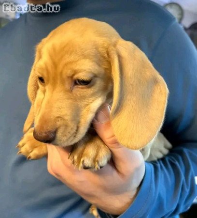 Mini Dachshund Puppy
