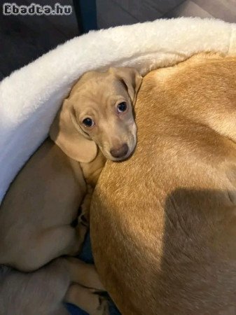 Mini Dachshund Puppy