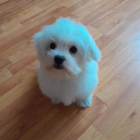 Máltai selyemszőrű