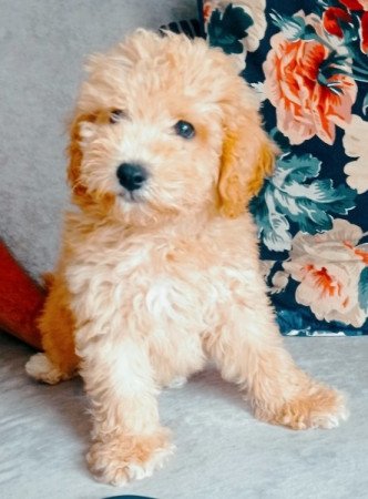 Maltipoo