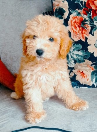 Maltipoo