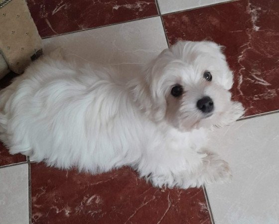 Máltai selyemszőrű