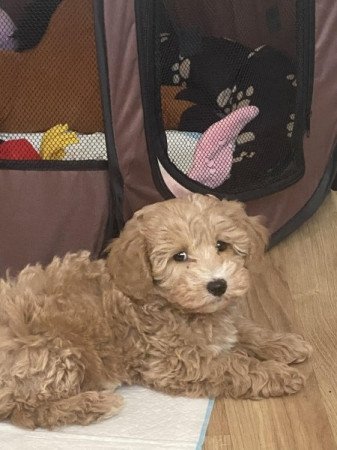 maltipoo