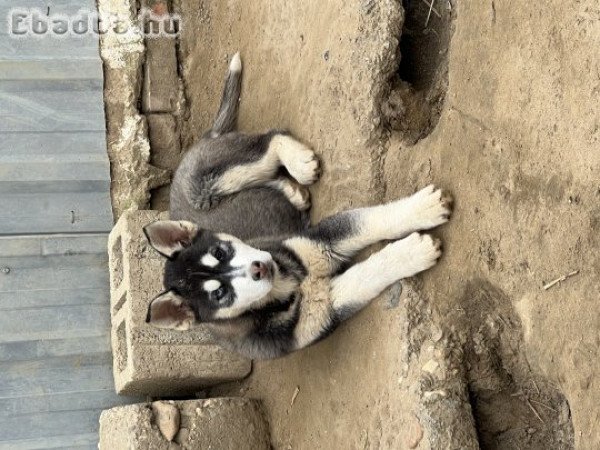 Husky kölyök