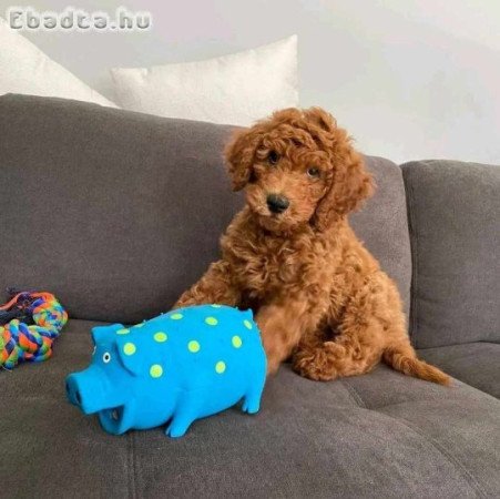 Friendly Doodle Puppies!*