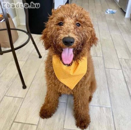 Friendly Doodle Puppies!*