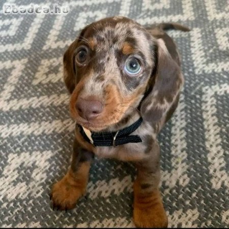 Dachshund Puppies Up for Adoption