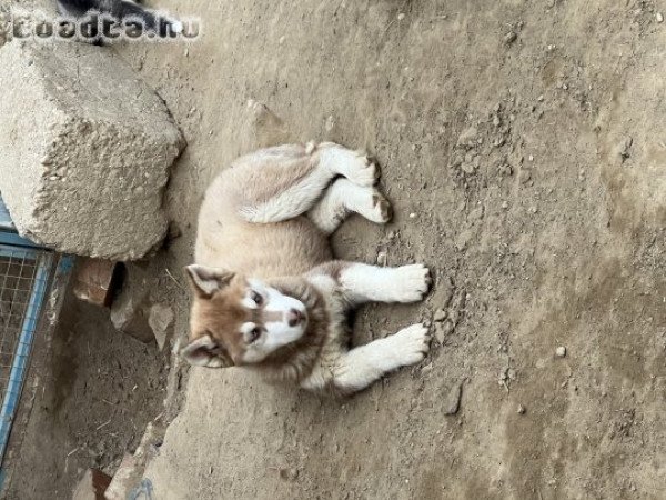 Husky kölyök