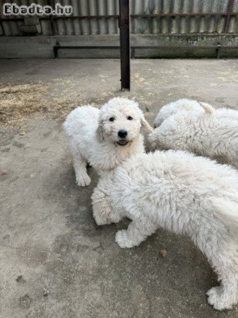 Komondor 8 hetes fajtatiszta kiskutyák